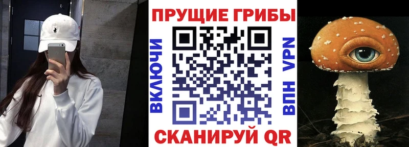 Купить где  Жирновск  Галлюциногенные грибы Cubensis 